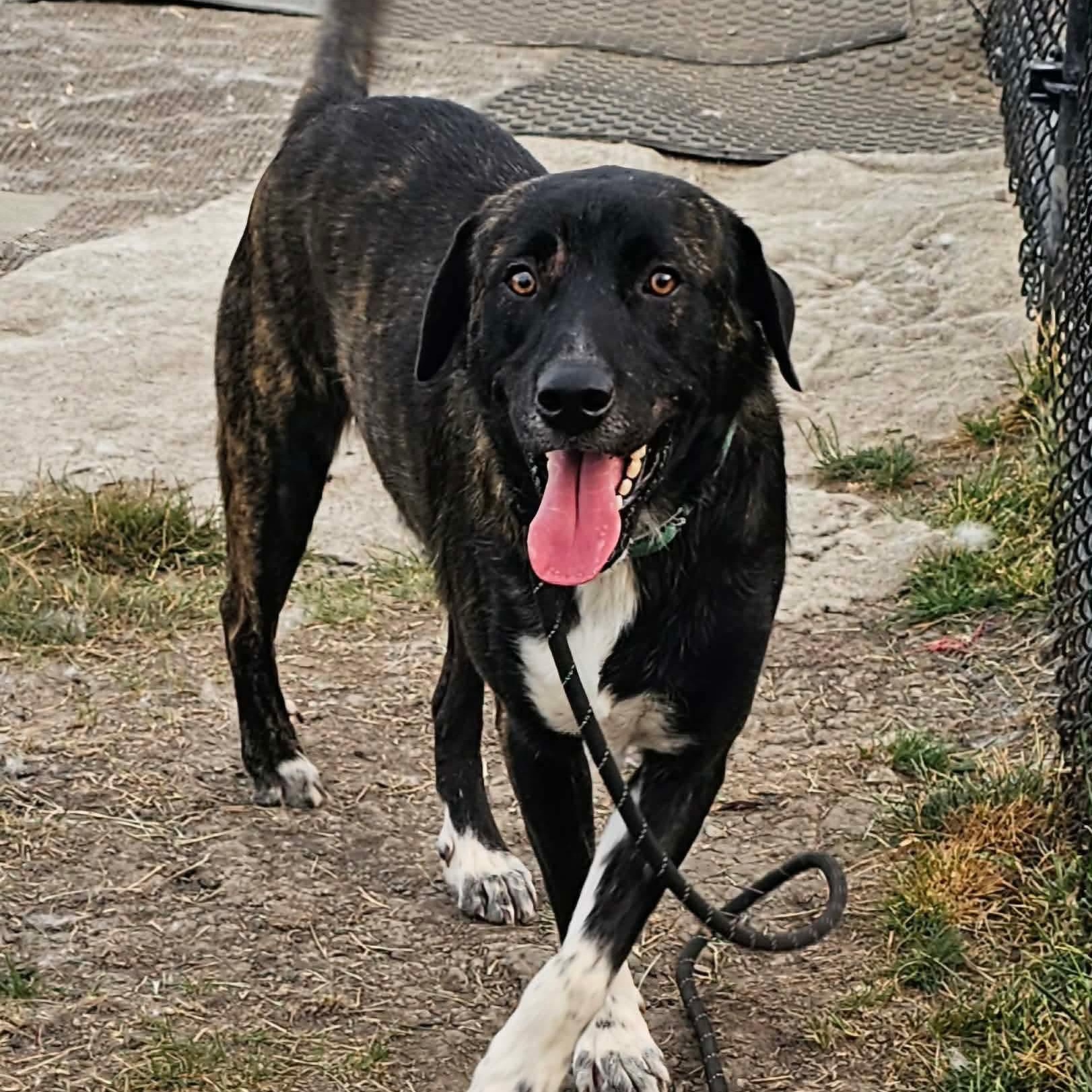 Enlarge Broc, an adopted mixed breed in Minooka, IL image 2/4