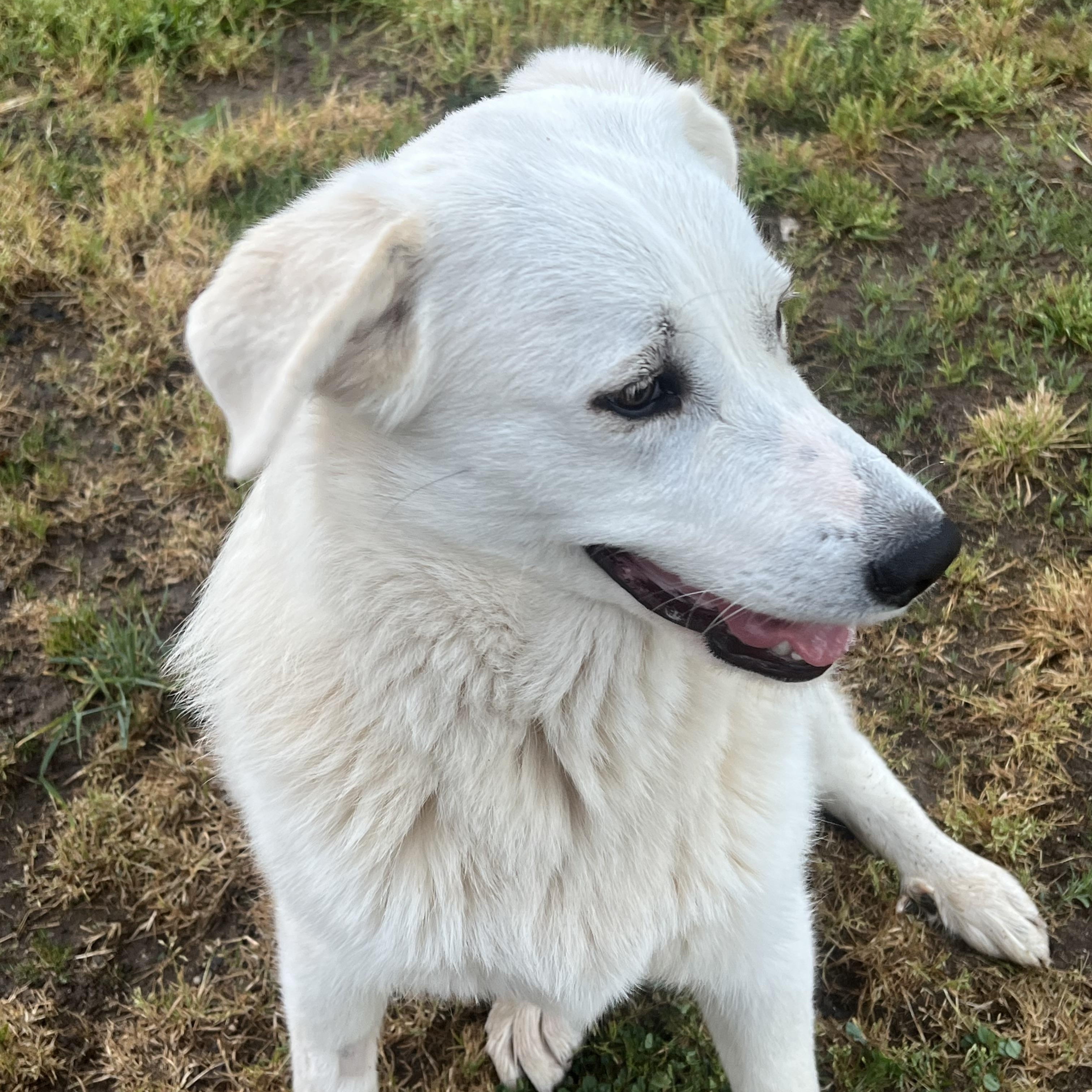 Enlarge Meadow, a ADOPTABLE Great Pyrenees in Granite Bay, CA image 1/5