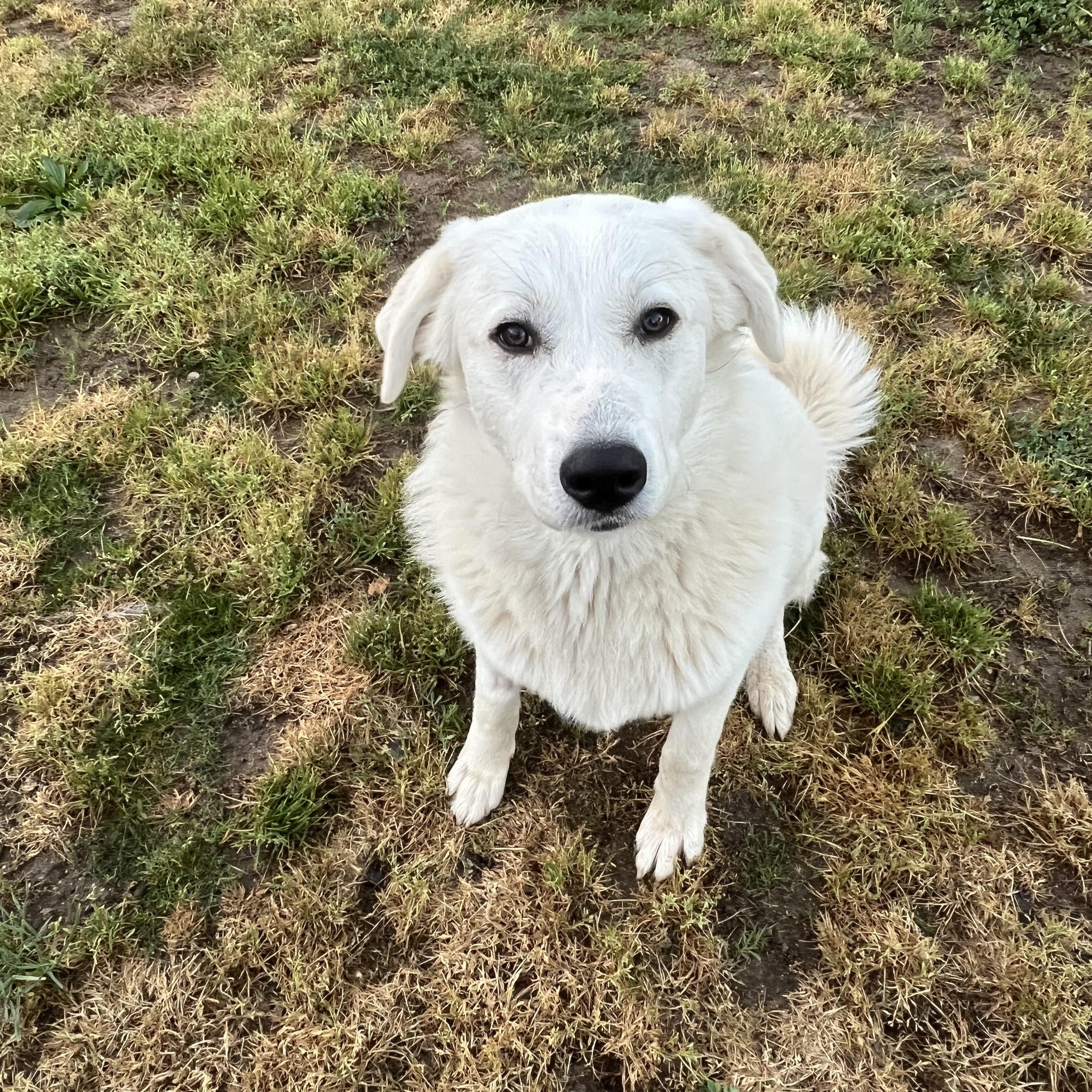 Enlarge Meadow, a ADOPTABLE Great Pyrenees in Granite Bay, CA image 2/5