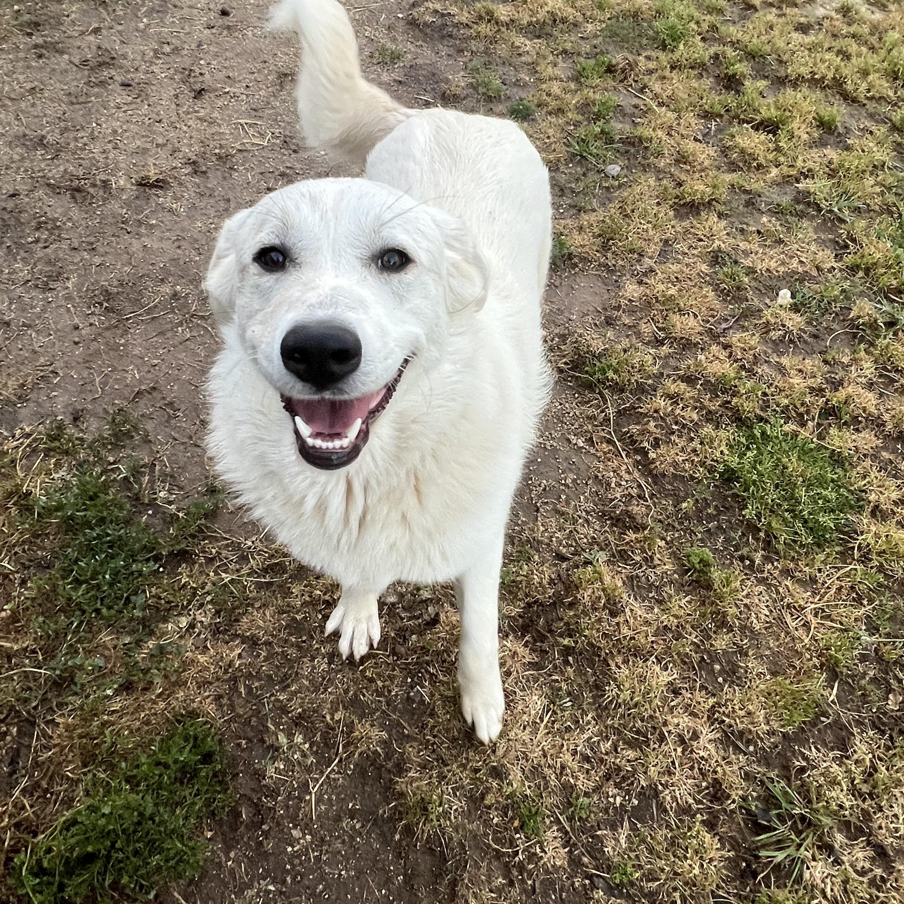 Enlarge Meadow, a ADOPTABLE Great Pyrenees in Granite Bay, CA image 3/5