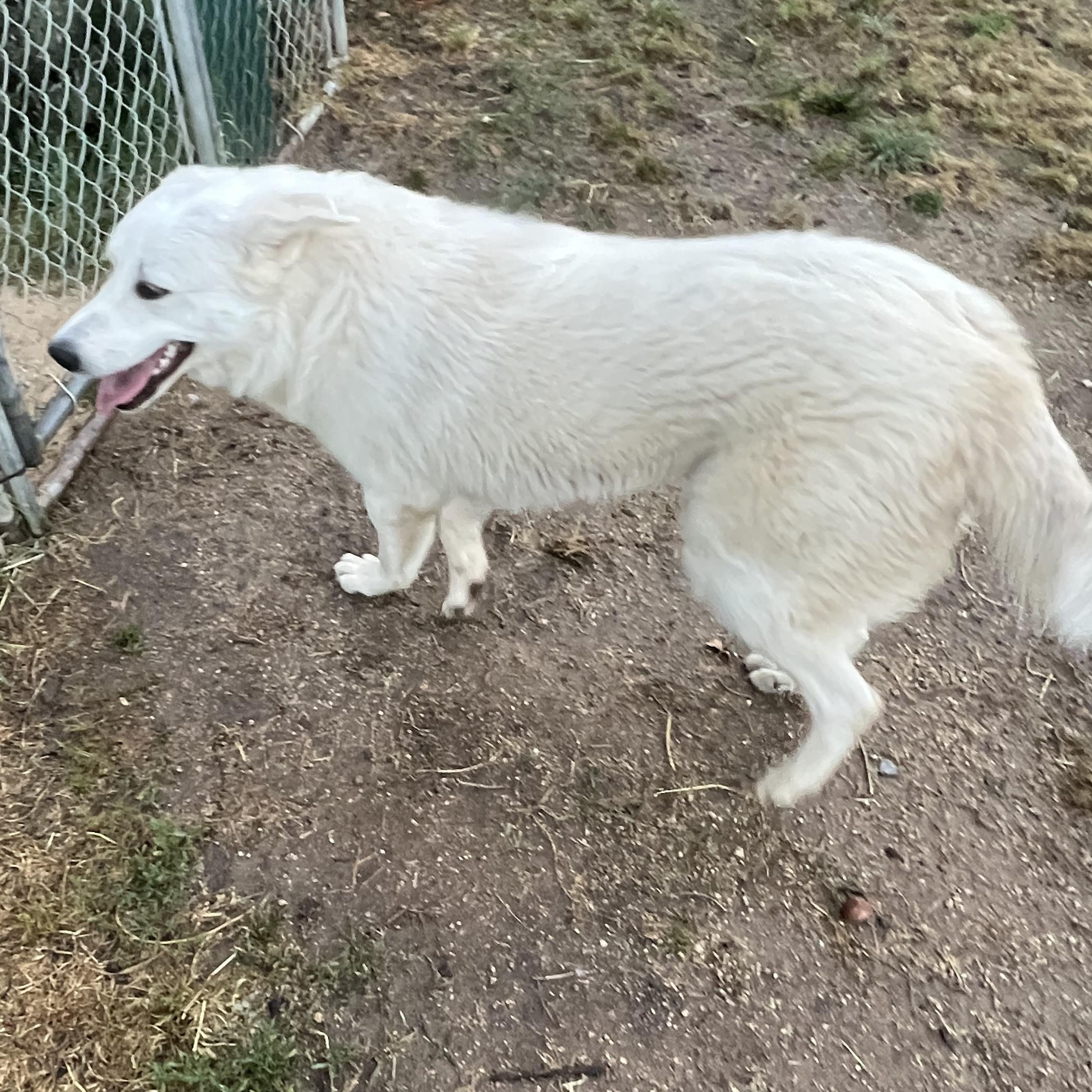 Enlarge Meadow, a ADOPTABLE Great Pyrenees in Granite Bay, CA image 5/5