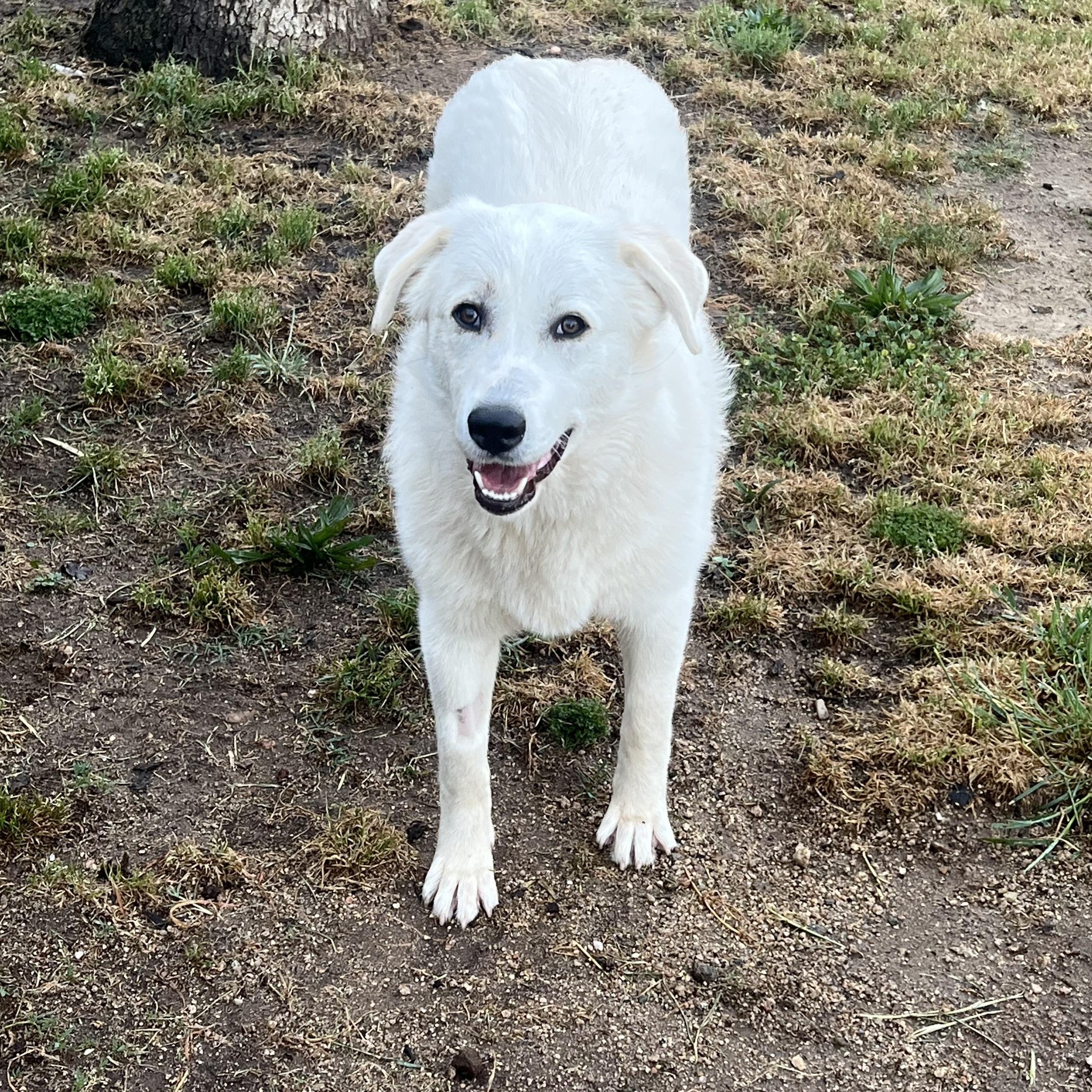 Enlarge Meadow, a ADOPTABLE Great Pyrenees in Granite Bay, CA image 4/5