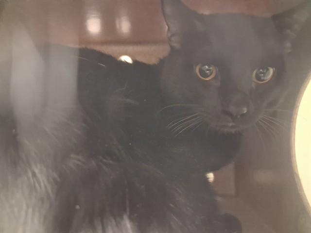 Enlarge PABLO, a Adoptable Domestic Short Hair in Pueblo, CO image 1/1