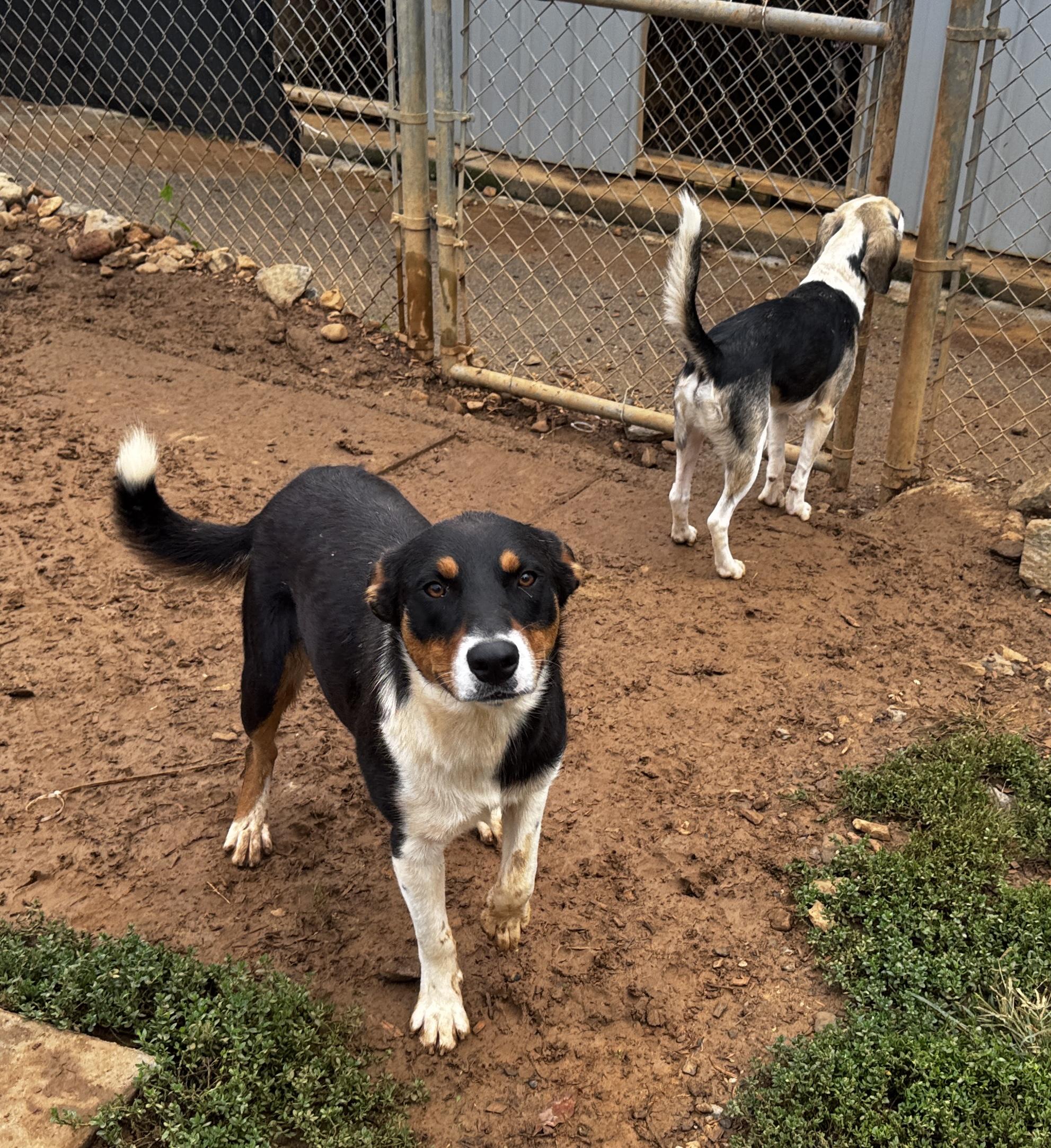 Pickett, Adoptable, Young Male Border Collie & Rat Terrier.