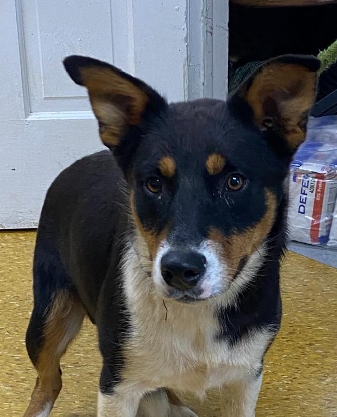 Pickett, a Adoptable mixed breed in Rogersville, TN image 2/6