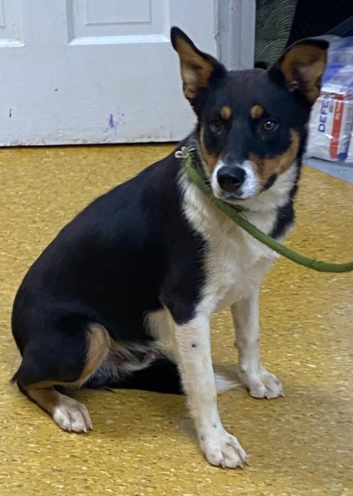 Pickett, a Adoptable mixed breed in Rogersville, TN image 5/6