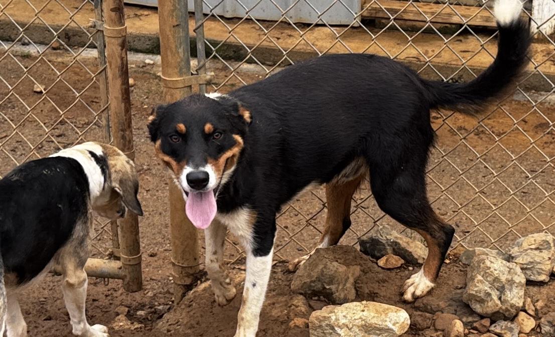 Pickett, a Adoptable mixed breed in Rogersville, TN image 6/6