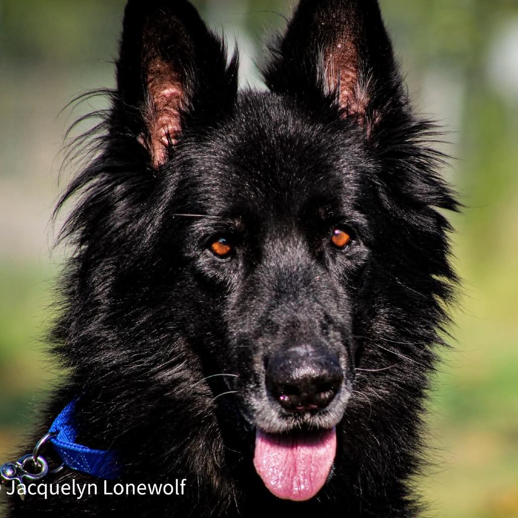 Rex 2, Adoptable, Adult Male German Shepherd Dog.