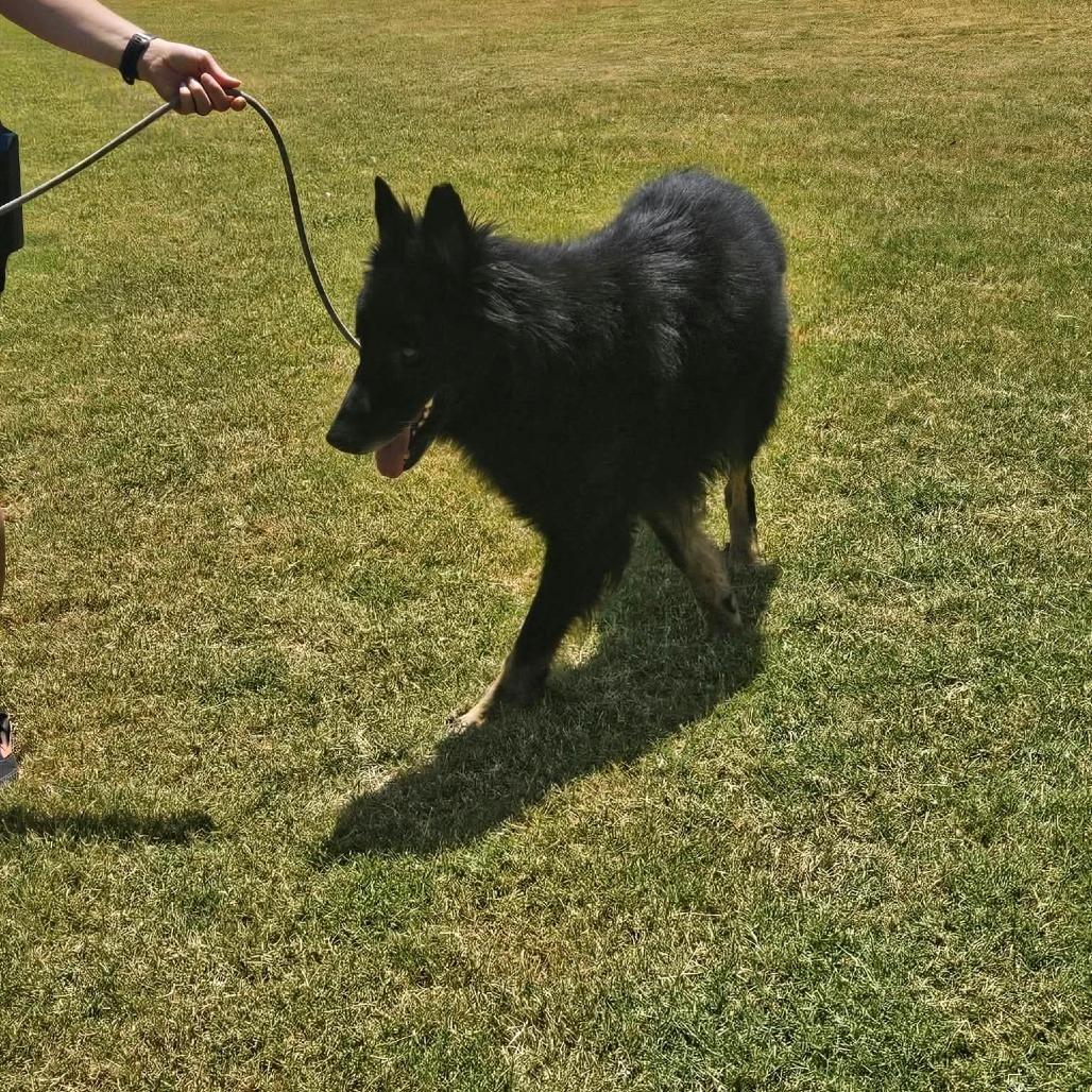Enlarge Rex 2, a Adoptable German Shepherd Dog in Tulsa, OK image 2/6