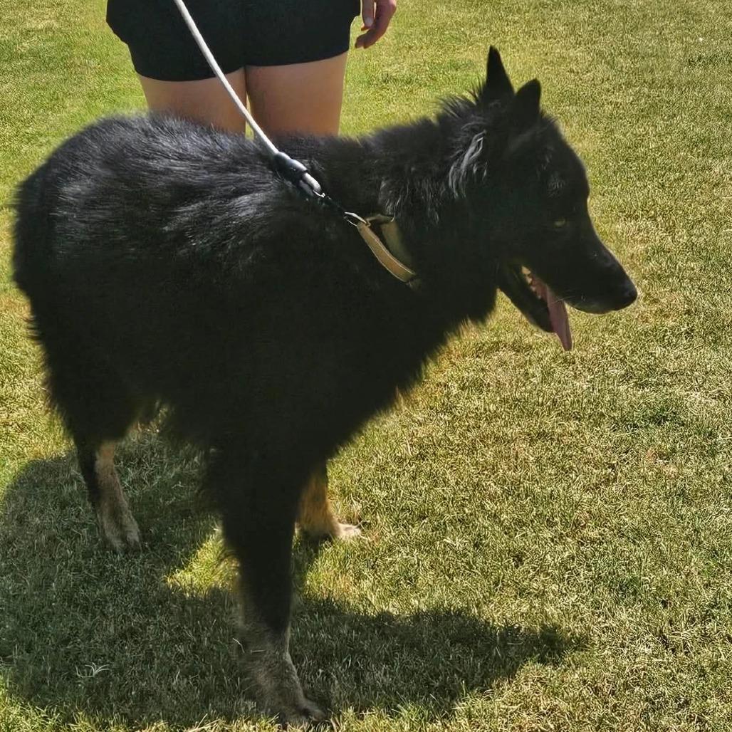 Enlarge Rex 2, a Adoptable German Shepherd Dog in Tulsa, OK image 3/6