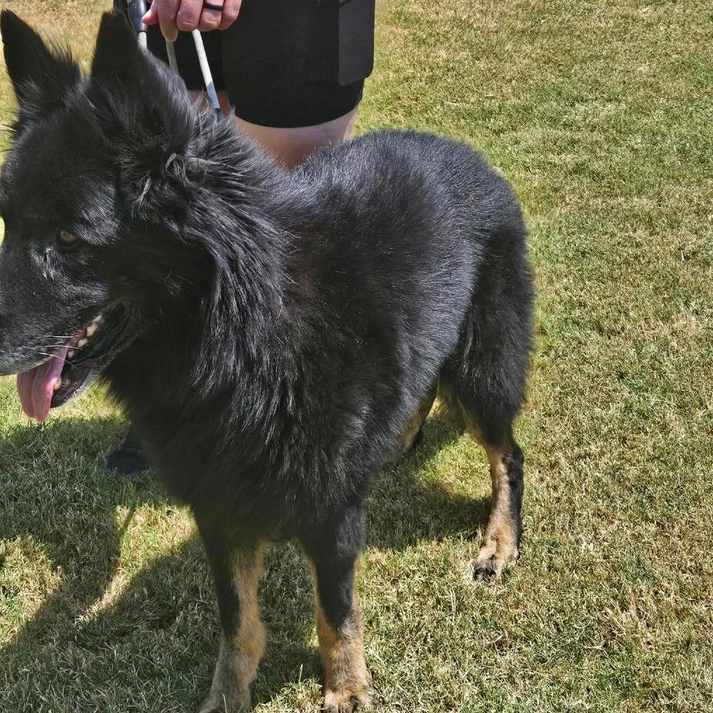 Enlarge Rex 2, a Adoptable German Shepherd Dog in Tulsa, OK image 4/6