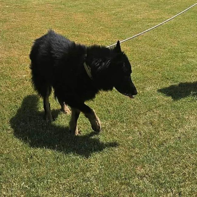 Enlarge Rex 2, a Adoptable German Shepherd Dog in Tulsa, OK image 5/6