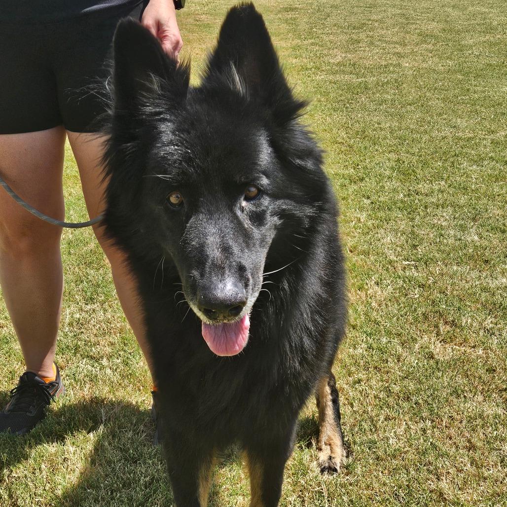 Enlarge Rex 2, a Adoptable German Shepherd Dog in Tulsa, OK image 6/6
