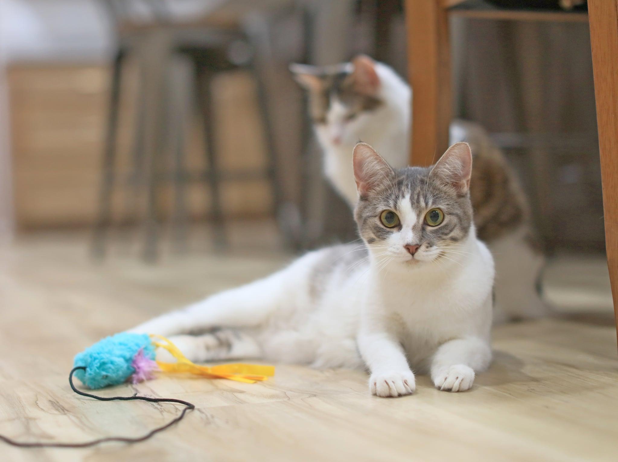 Enlarge Termite, a Adoptable Domestic Short Hair in Pasco, WA image 1/6