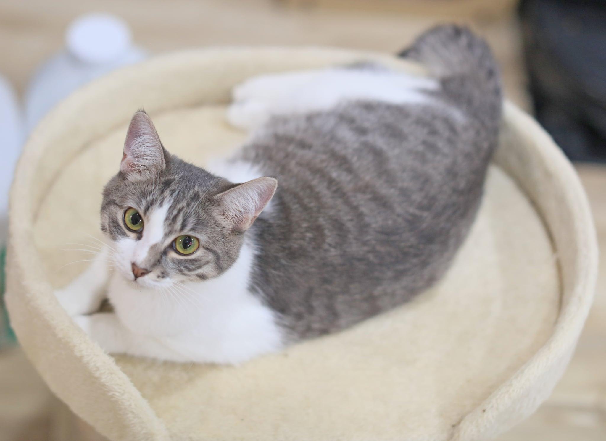 Enlarge Termite, a Adoptable Domestic Short Hair in Pasco, WA image 2/6