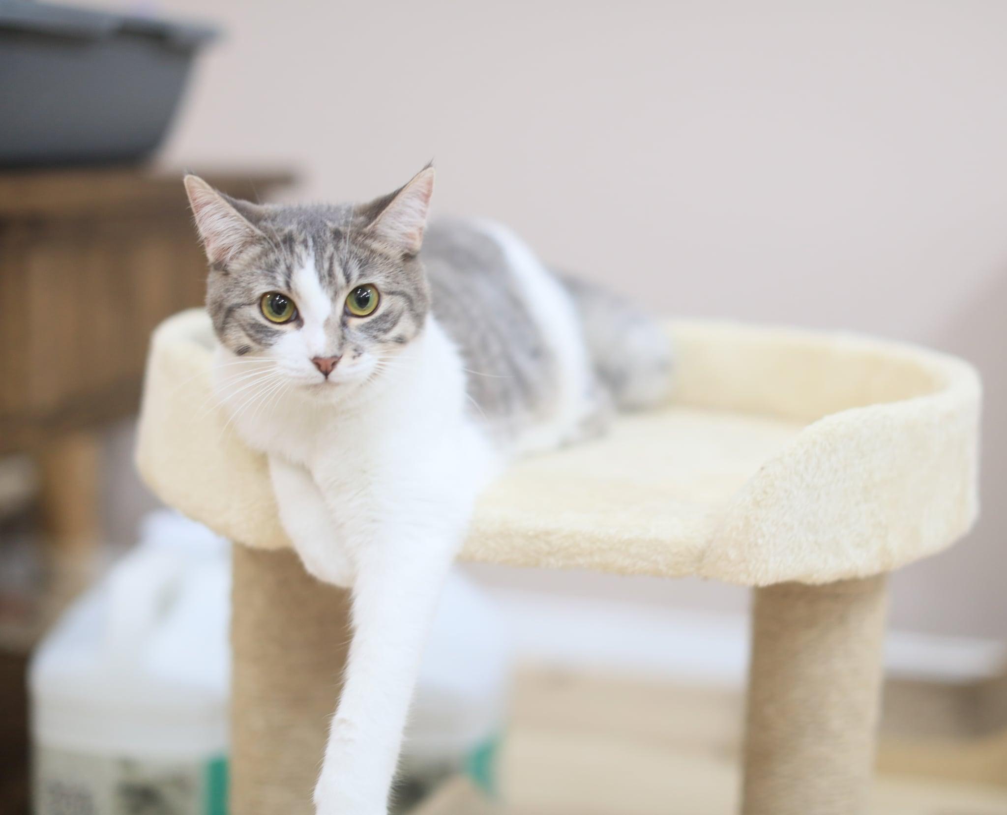 Enlarge Termite, a Adoptable Domestic Short Hair in Pasco, WA image 4/6