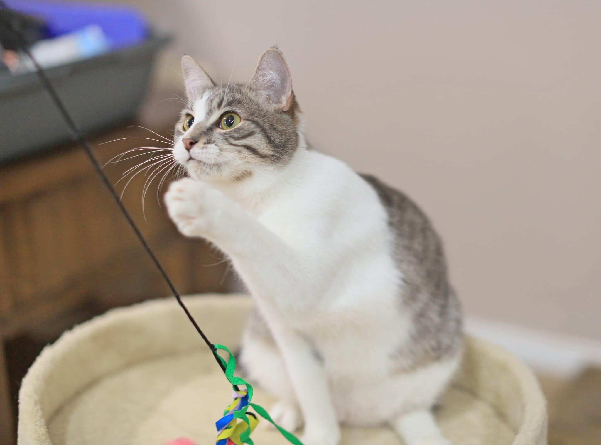 Enlarge Termite, a Adoptable Domestic Short Hair in Pasco, WA image 5/6