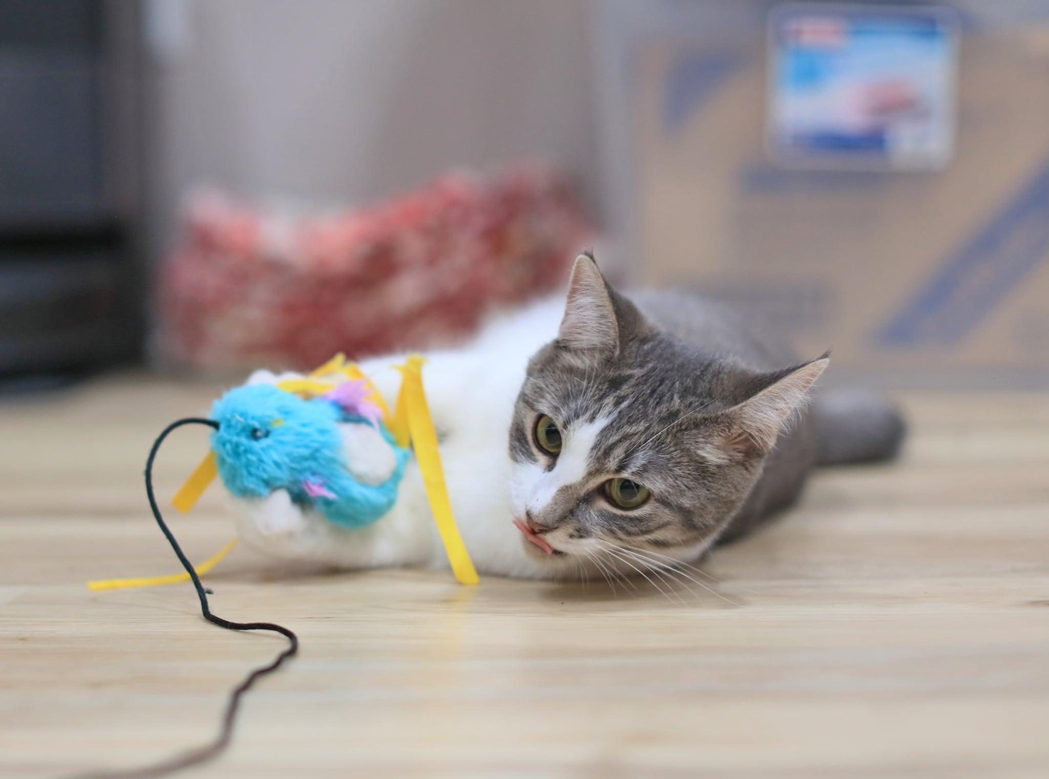 Enlarge Termite, a Adoptable Domestic Short Hair in Pasco, WA image 6/6