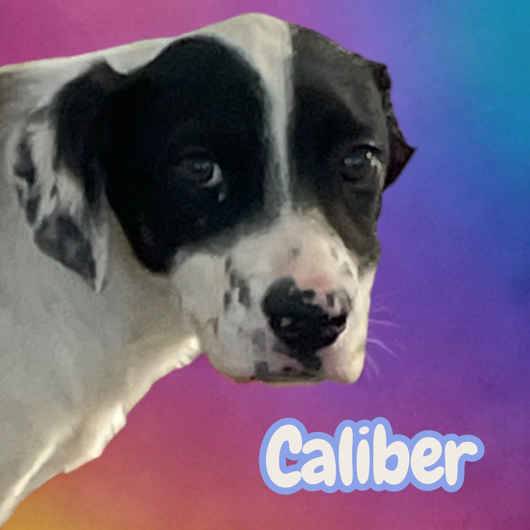 Enlarge Caliber - sweet, curious and snuggly, a Adoptable mixed breed in Charlotte, NC image 4/5