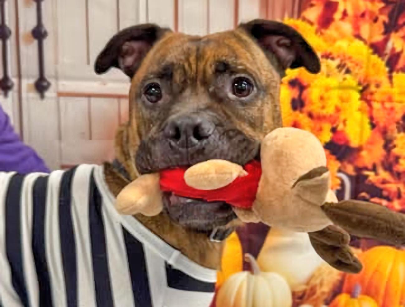 Caesar, Adoptable, Young Male Pit Bull Terrier.