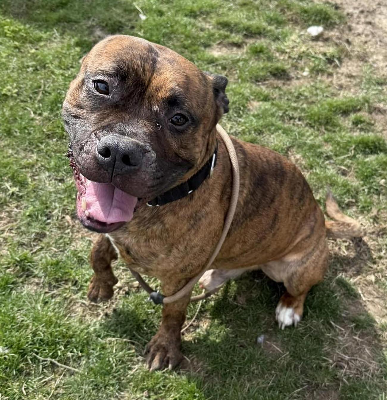 Caesar, a ADOPTABLE mixed breed in Euclid, OH image 2/2