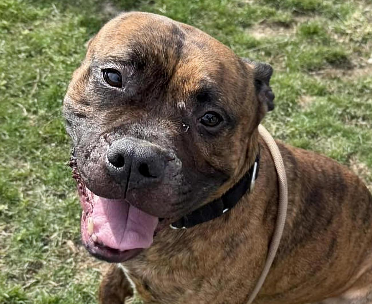Caesar, a ADOPTABLE mixed breed in Euclid, OH image 1/2
