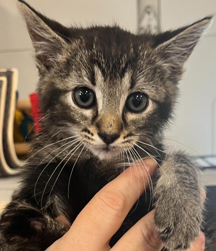Enlarge Wakonda, a Adoptable Domestic Short Hair in Webster City, IA image 1/1