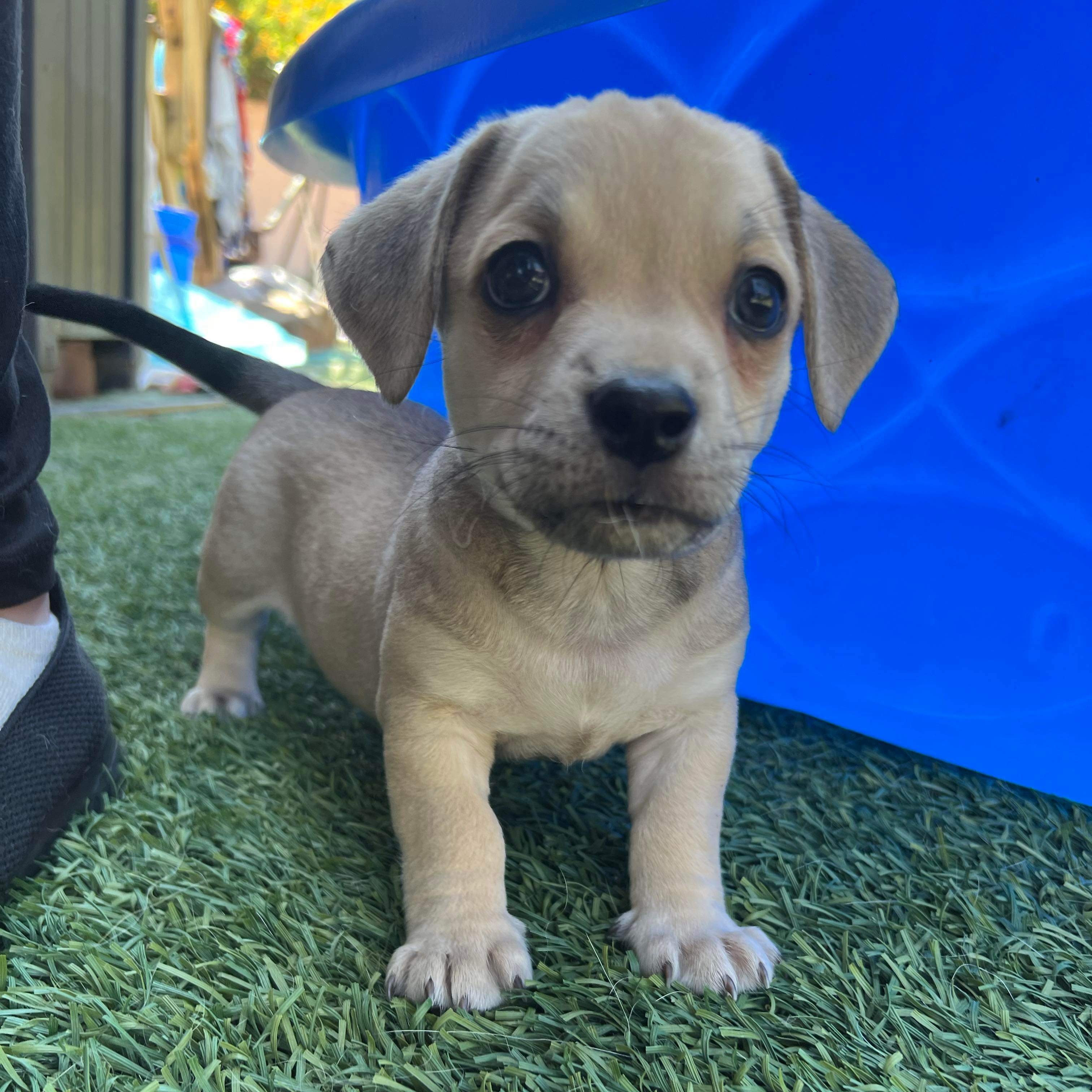 Enlarge Stinger, a Adopted Chiweenie in MURRIETA, CA image 3/3