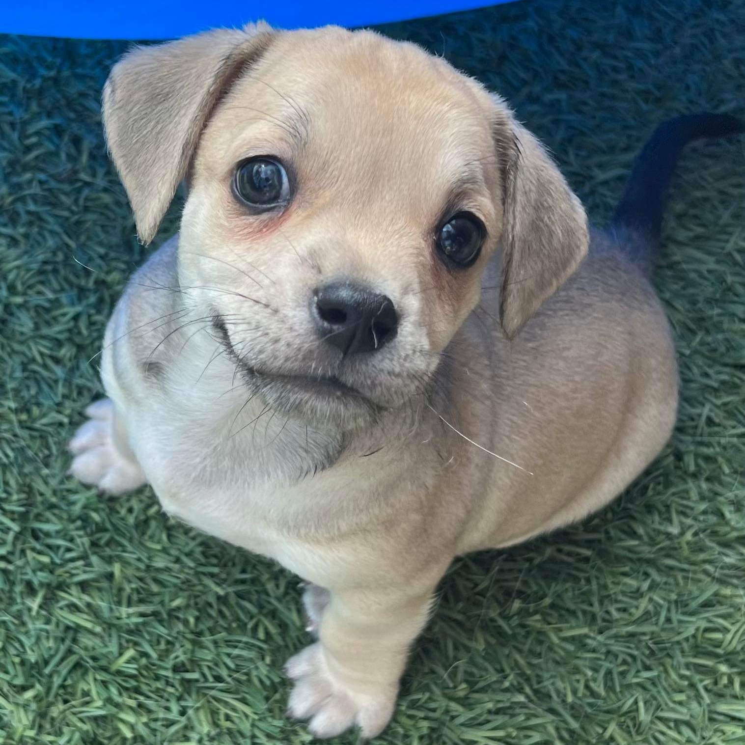 Stinger, Adopted, Puppy Male Chiweenie.