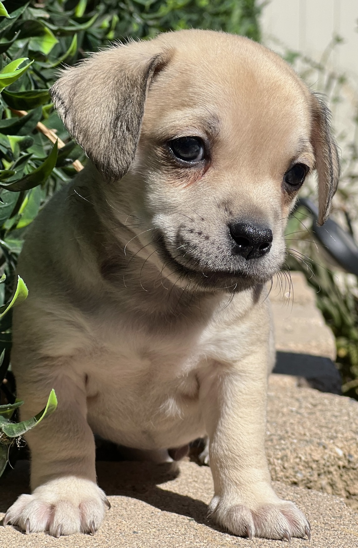 Enlarge Stinger, a Adopted Chiweenie in MURRIETA, CA image 2/3