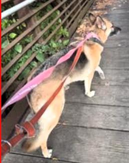 Enlarge Ida, a Adoptable German Shepherd Dog in Frederick, MD image 4/5