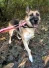 Enlarge Ida, a Adoptable German Shepherd Dog in Frederick, MD image 3/5