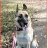Enlarge Ida, a Adoptable German Shepherd Dog in Frederick, MD image 2/5
