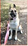 Enlarge Ida, a Adoptable German Shepherd Dog in Frederick, MD image 5/5