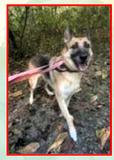 Ida, Adoptable, Adult Female German Shepherd Dog.