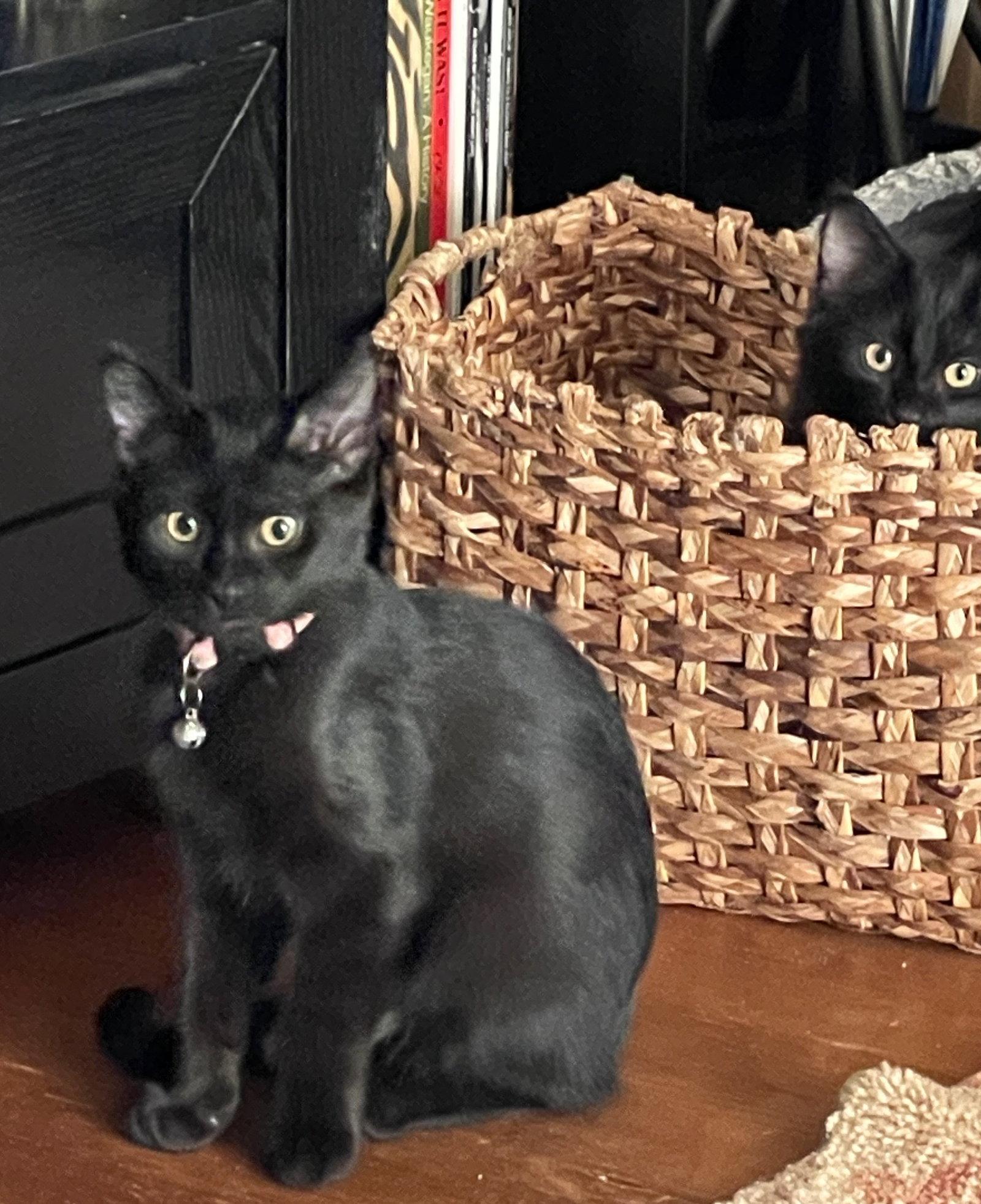 Linden, Adoptable, Kitten Female Domestic Medium Hair.