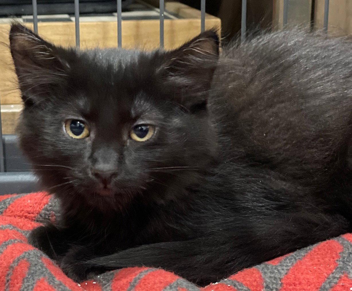 Enlarge Linden, a Adoptable Domestic Medium Hair in Island Lake, IL image 2/3