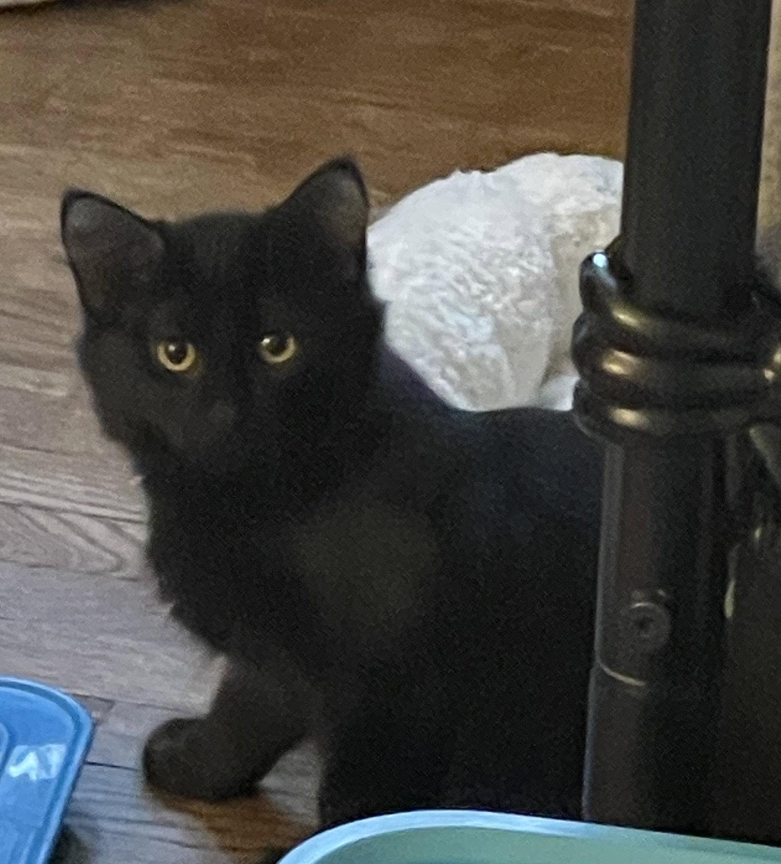 Enlarge Linden, a Adoptable Domestic Medium Hair in Island Lake, IL image 3/3