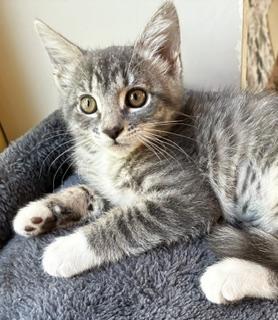 Ada, Adopted, Kitten Female Domestic Short Hair.