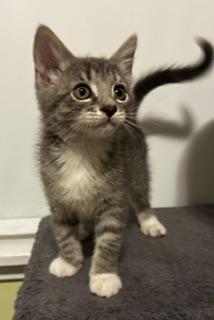 Enlarge Ada, a Adopted mixed breed in Pasco, WA image 2/4