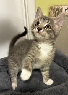 Enlarge Ada, a Adopted mixed breed in Pasco, WA image 3/4
