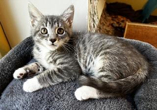 Enlarge Ada, a Adopted mixed breed in Pasco, WA image 4/4