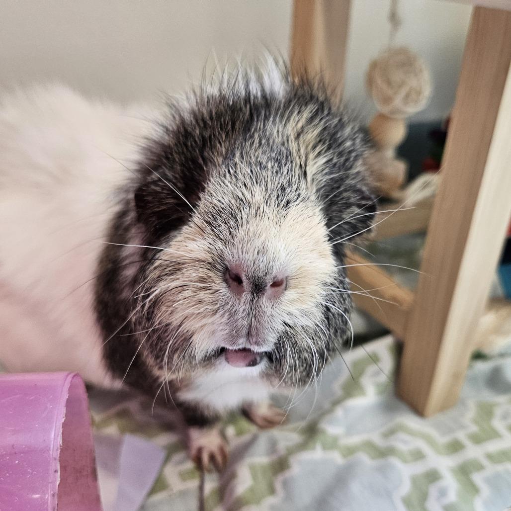 Stu, Adoptable, Adult Male Guinea Pig.