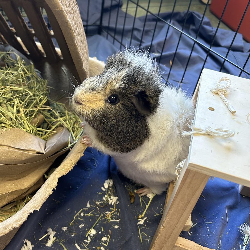 Stu, a Adoptable Guinea Pig in Conway, NH image 2/6
