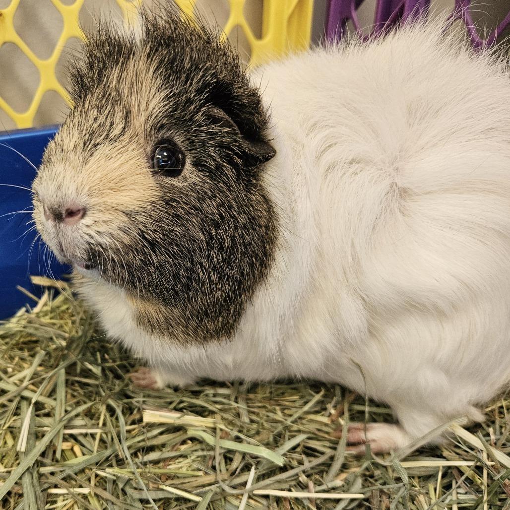 Stu, a Adoptable Guinea Pig in Conway, NH image 3/6