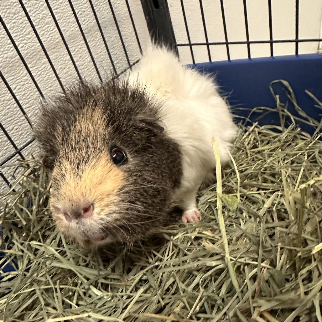 Enlarge Stu, a Adoptable Guinea Pig in Conway, NH image 1/2