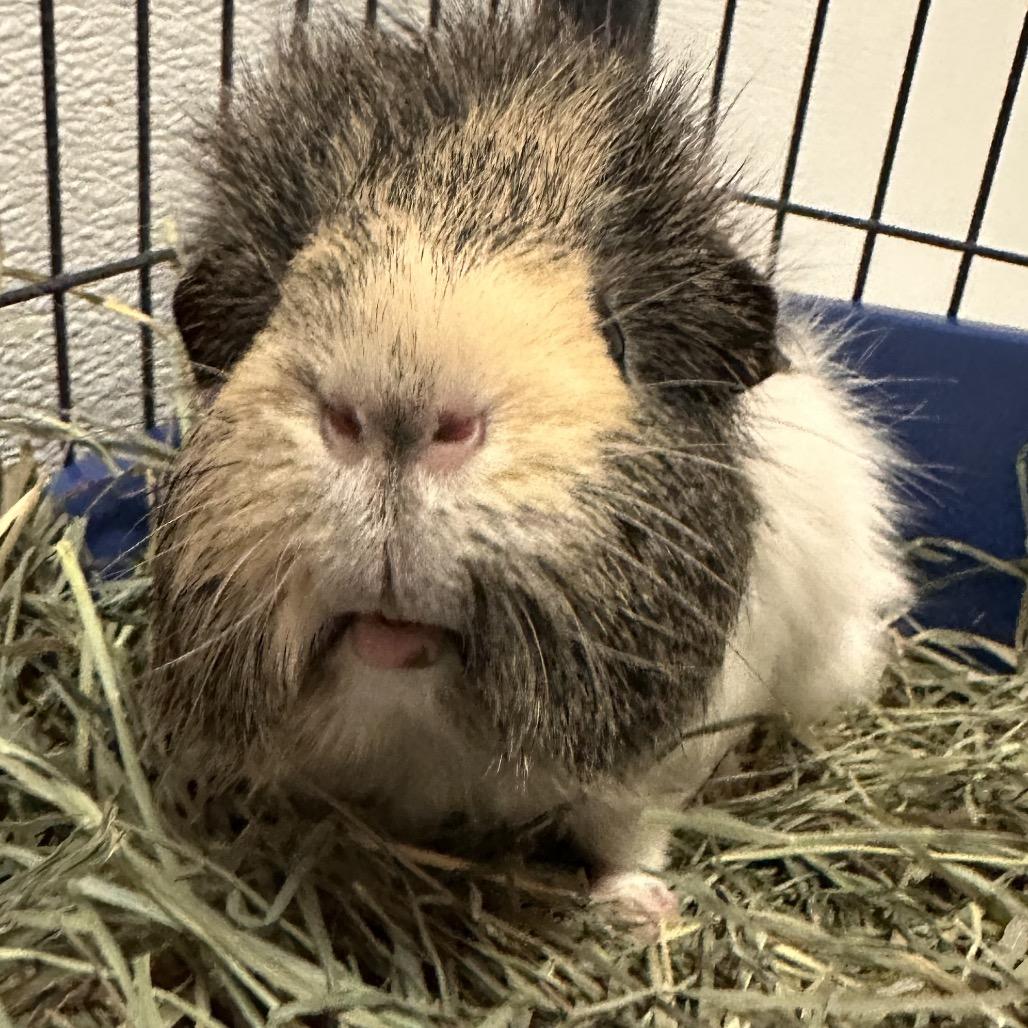 Enlarge Stu, a Adoptable Guinea Pig in Conway, NH image 2/2