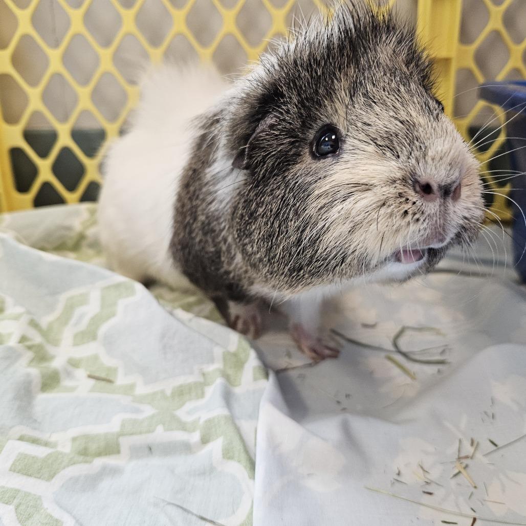 Stu, a Adoptable Guinea Pig in Conway, NH image 6/6
