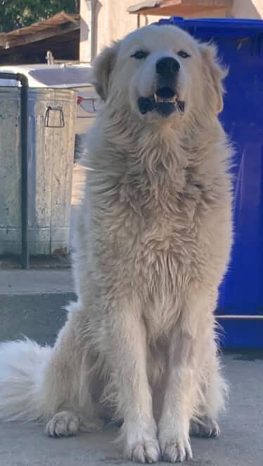 WINSTON, adopted, Adult Male Great Pyrenees.