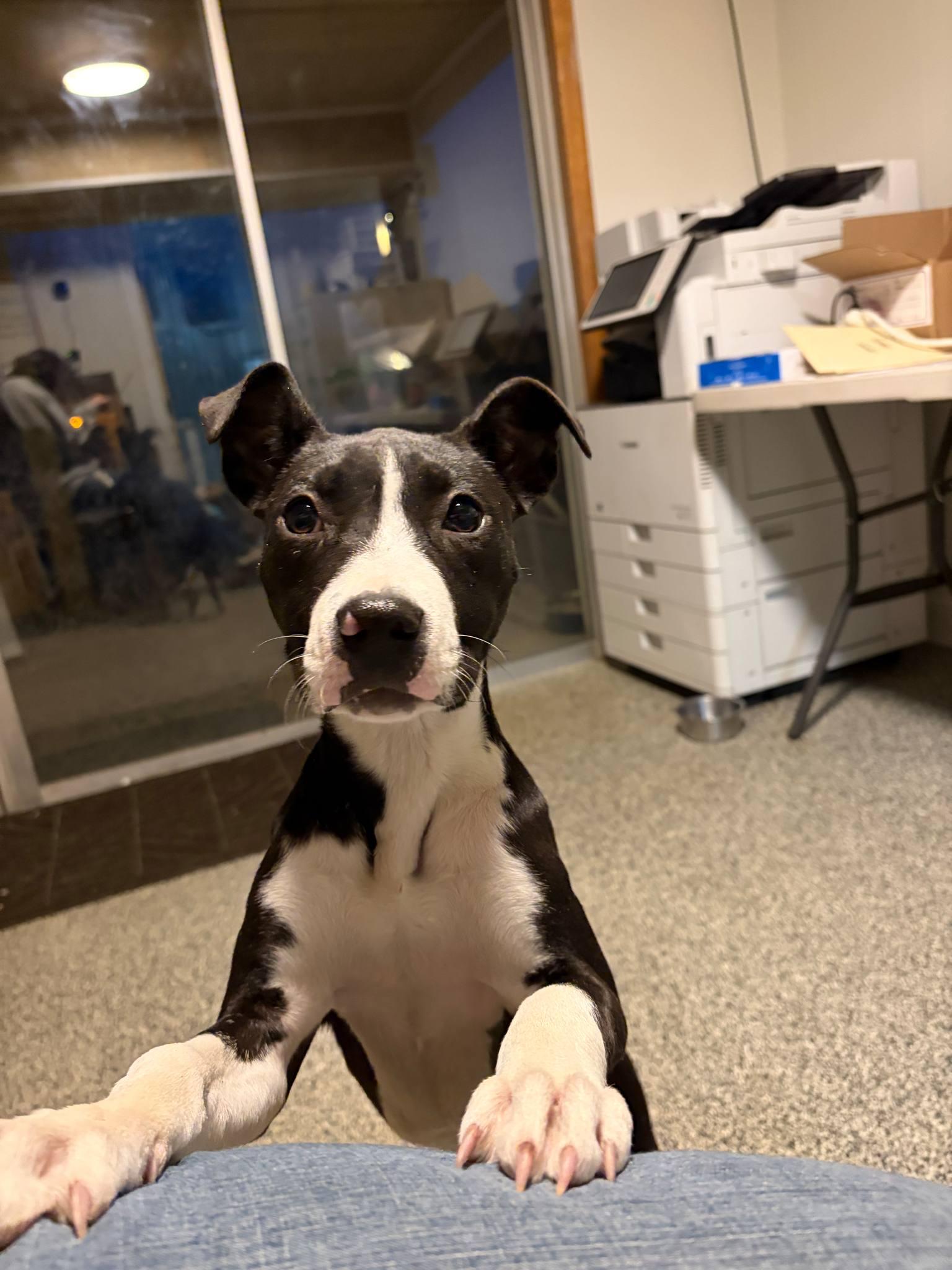 Enlarge Cher, a Adoptable Mixed Breed in Manhattan, KS image 3/6